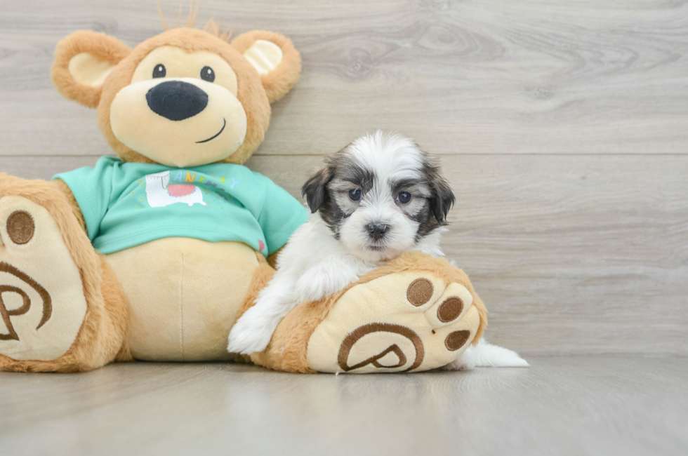 6 week old Teddy Bear Puppy For Sale - Lone Star Pups