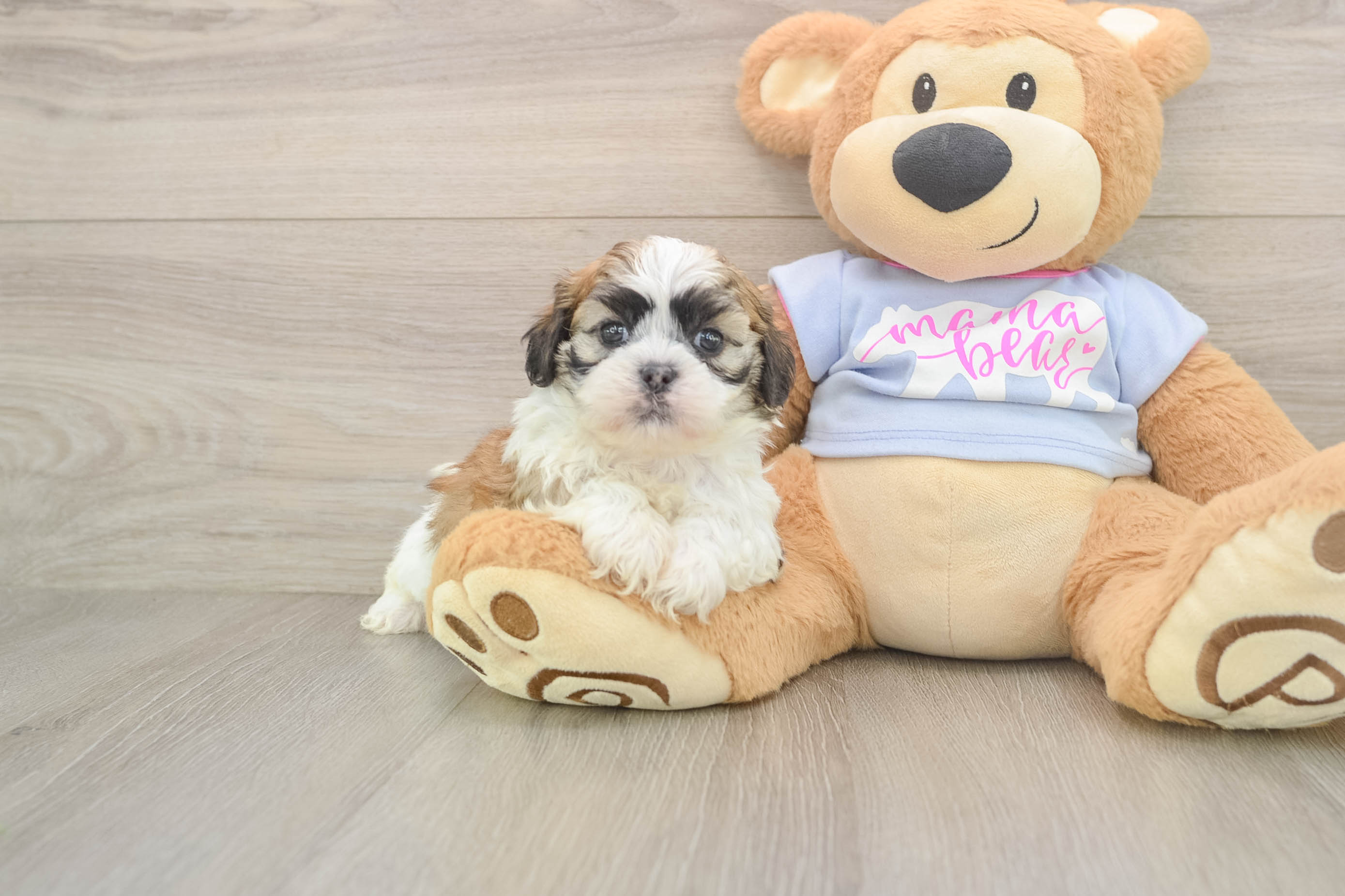 Adorable Shichon Designer Puppy