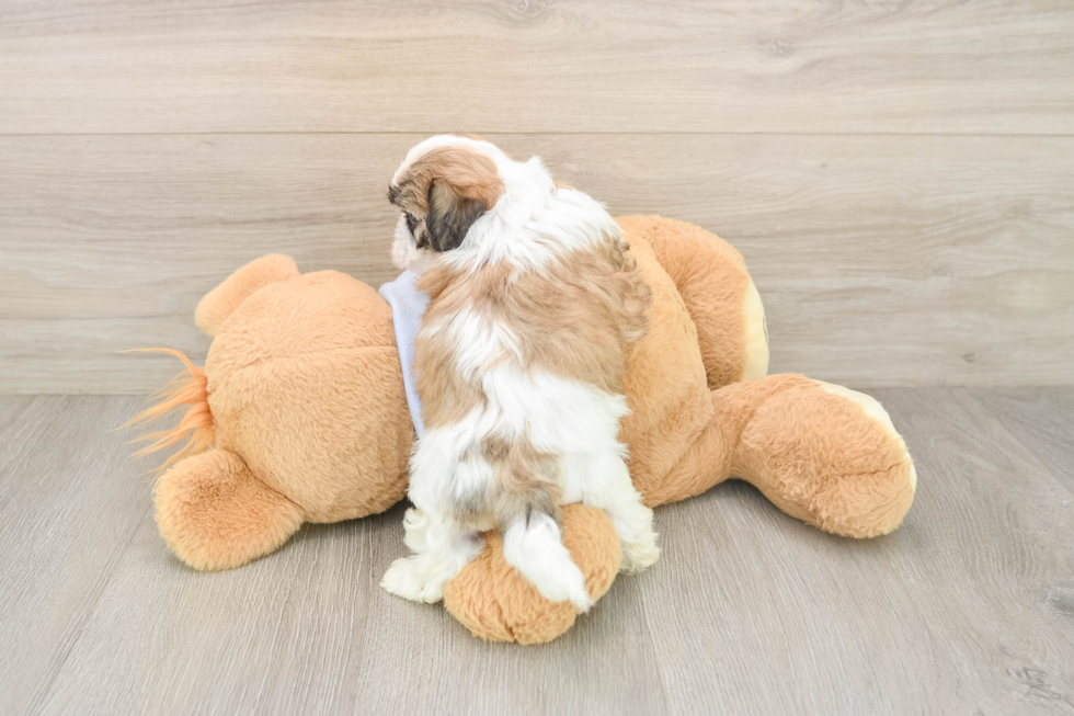 Teddy Bear Puppy for Adoption
