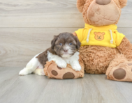 9 week old Teddy Bear Puppy For Sale - Lone Star Pups