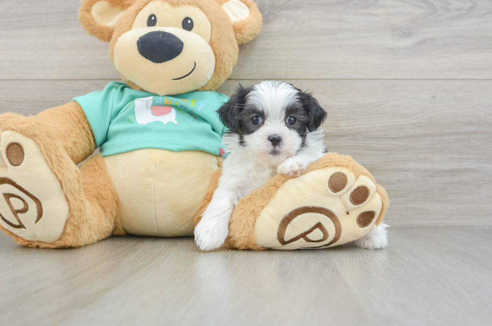 6 week old Teddy Bear Puppy For Sale - Lone Star Pups