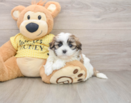 5 week old Teddy Bear Puppy For Sale - Lone Star Pups