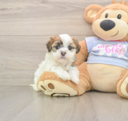 9 week old Teddy Bear Puppy For Sale - Lone Star Pups