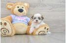 Teddy Bear Puppy for Adoption