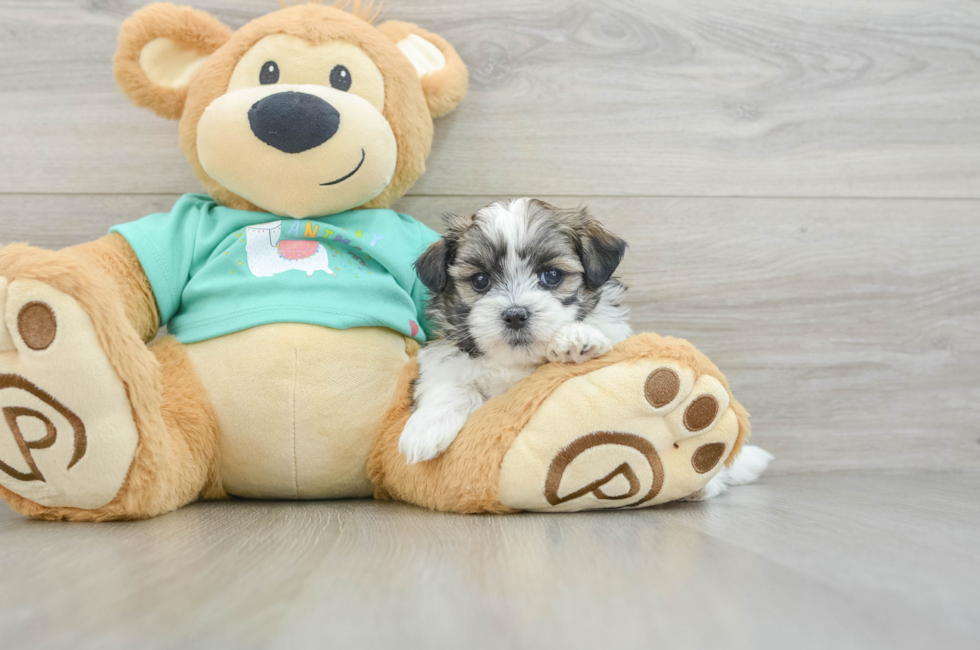 6 week old Teddy Bear Puppy For Sale - Lone Star Pups