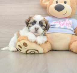 8 week old Teddy Bear Puppy For Sale - Lone Star Pups
