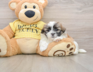 5 week old Teddy Bear Puppy For Sale - Lone Star Pups