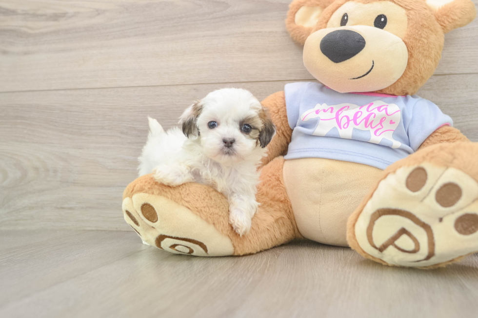 Teddy Bear Puppy for Adoption