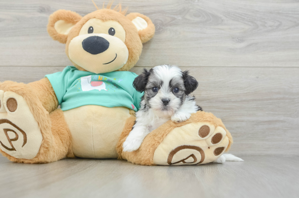 6 week old Teddy Bear Puppy For Sale - Lone Star Pups
