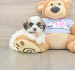 8 week old Teddy Bear Puppy For Sale - Lone Star Pups