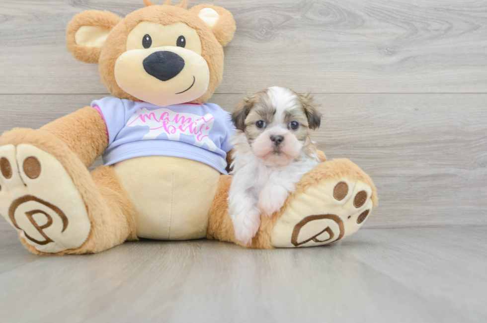 5 week old Teddy Bear Puppy For Sale - Lone Star Pups