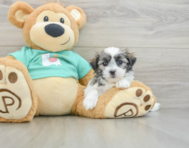 7 week old Teddy Bear Puppy For Sale - Lone Star Pups