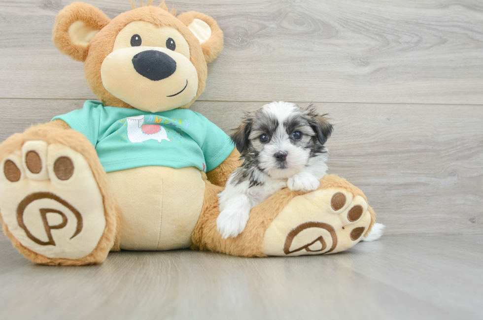 6 week old Teddy Bear Puppy For Sale - Lone Star Pups