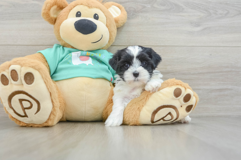 5 week old Teddy Bear Puppy For Sale - Lone Star Pups