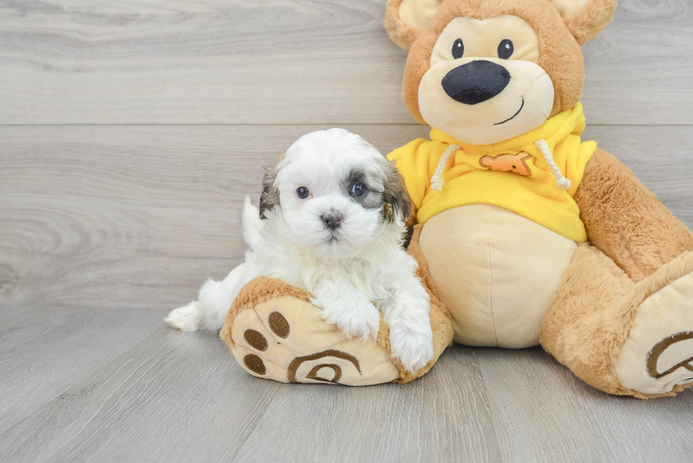 Petite Teddy Bear Designer Pup
