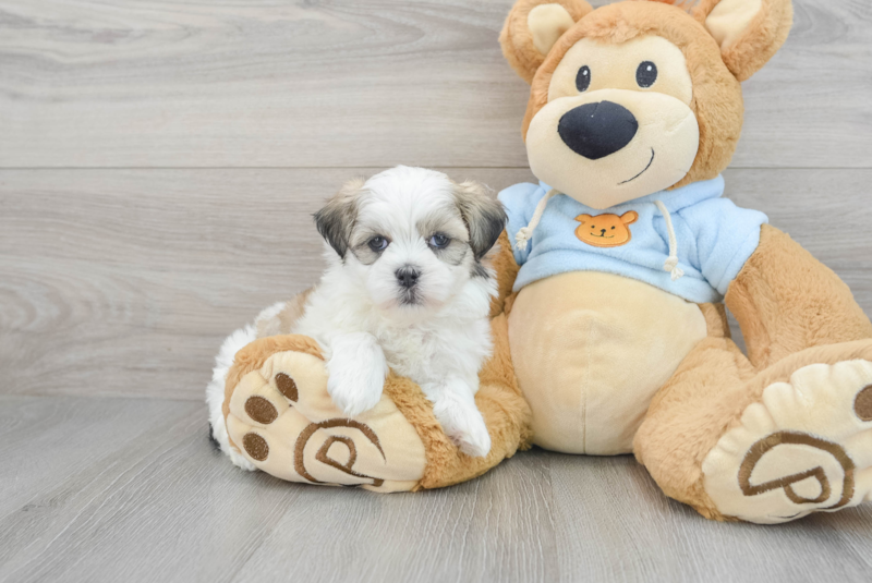 Meet Laredo - our Teddy Bear Puppy Photo 1/3 - Lone Star Pups