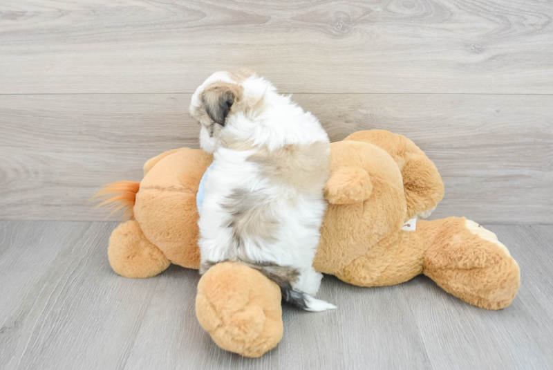 Meet Laredo - our Teddy Bear Puppy Photo 2/3 - Lone Star Pups
