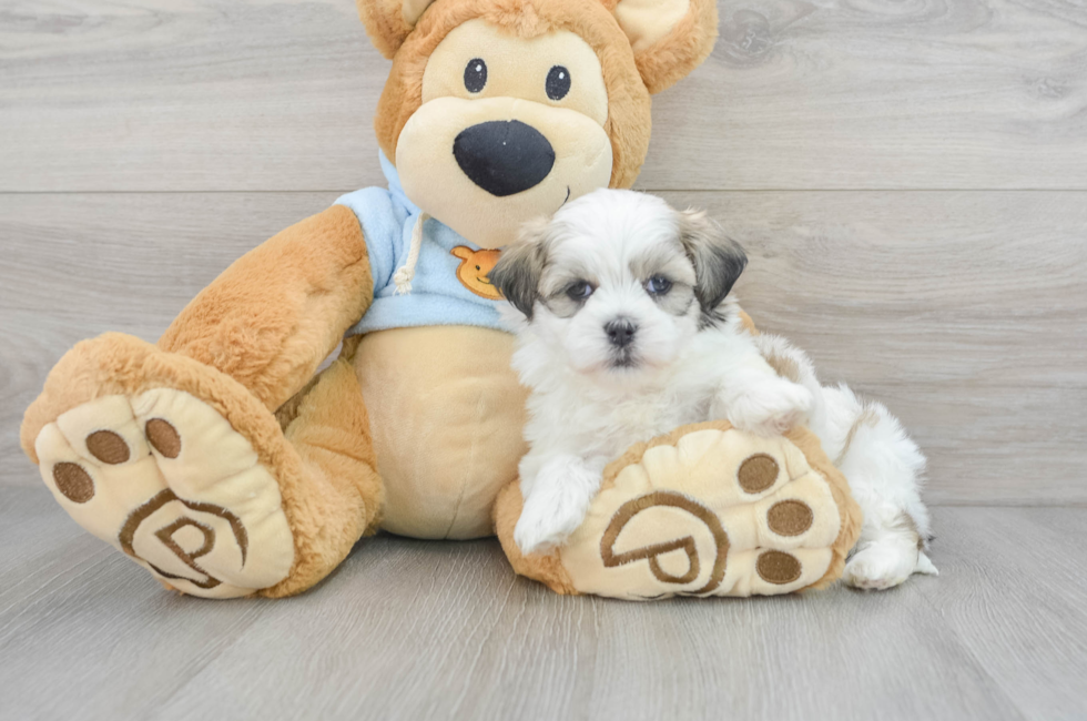 5 week old Teddy Bear Puppy For Sale - Lone Star Pups