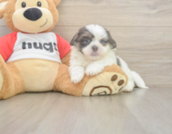 8 week old Teddy Bear Puppy For Sale - Lone Star Pups