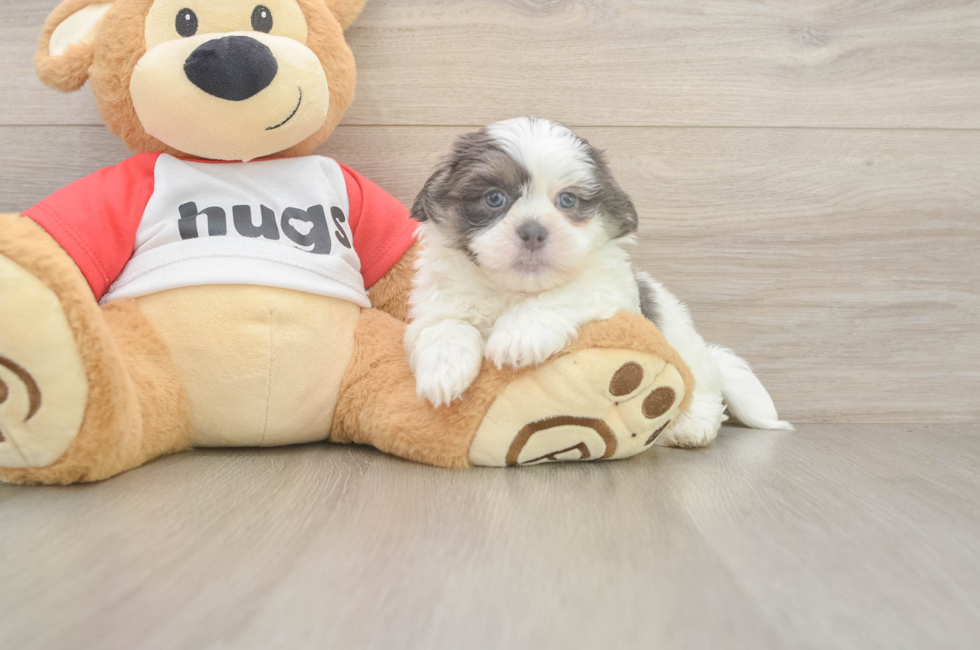 6 week old Teddy Bear Puppy For Sale - Lone Star Pups