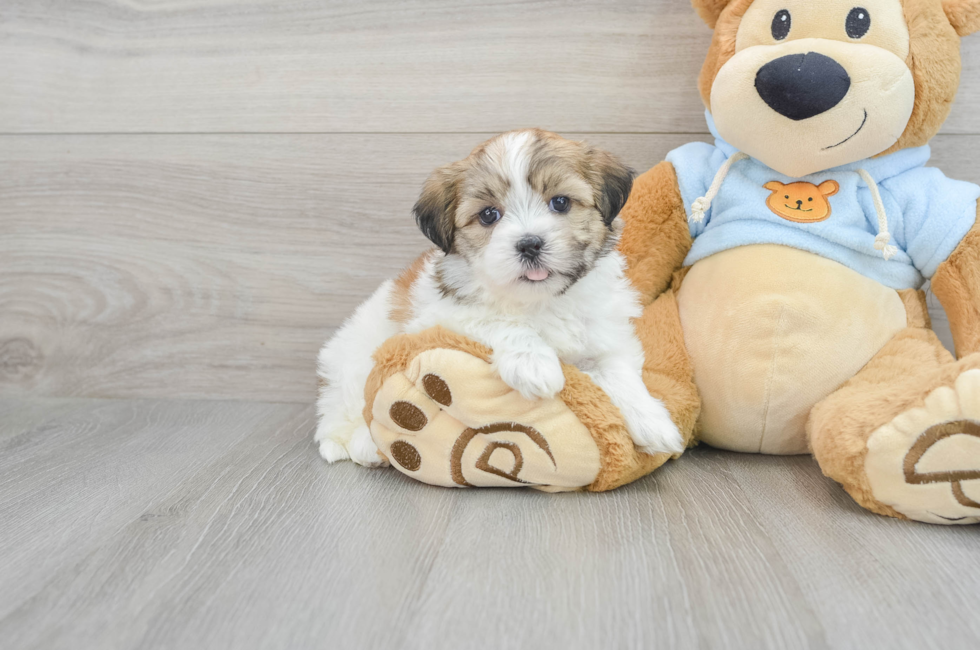 5 week old Teddy Bear Puppy For Sale - Lone Star Pups