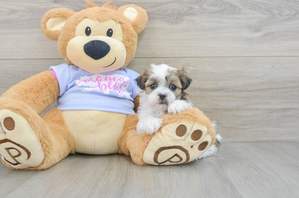 5 week old Teddy Bear Puppy For Sale - Lone Star Pups