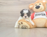 8 week old Teddy Bear Puppy For Sale - Lone Star Pups