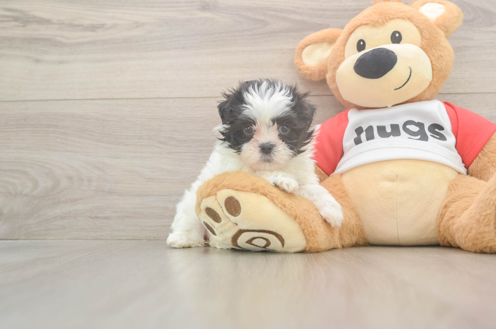 6 week old Teddy Bear Puppy For Sale - Lone Star Pups