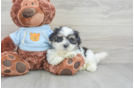 Teddy Bear Pup Being Cute