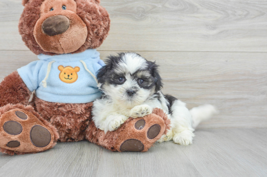 Teddy Bear Pup Being Cute