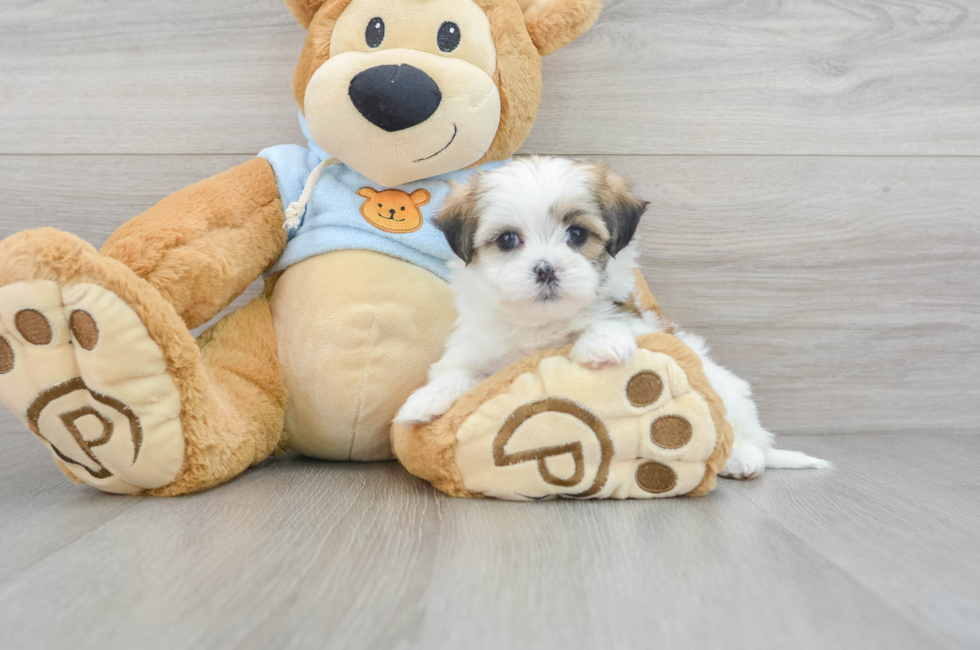 5 week old Teddy Bear Puppy For Sale - Lone Star Pups