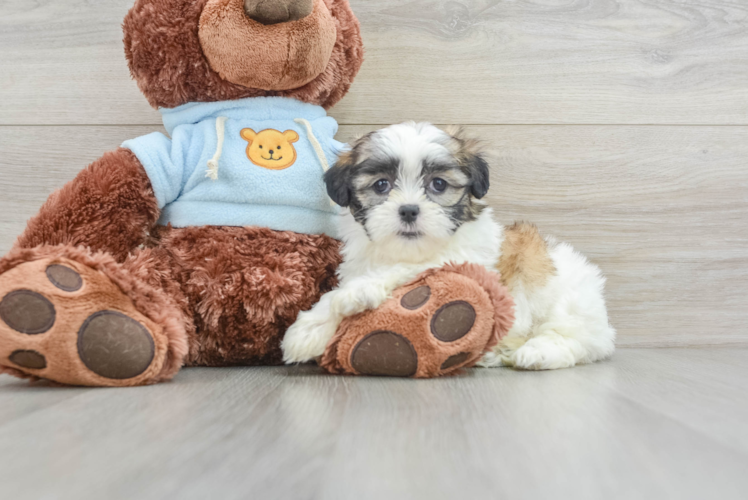 Funny Teddy Bear Designer Pup