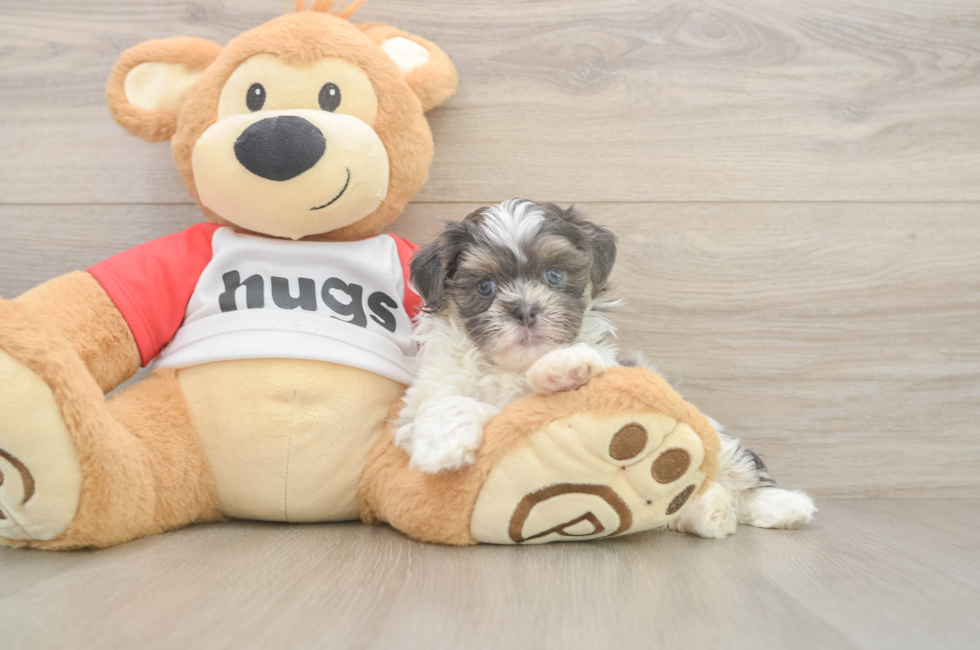 6 week old Teddy Bear Puppy For Sale - Lone Star Pups