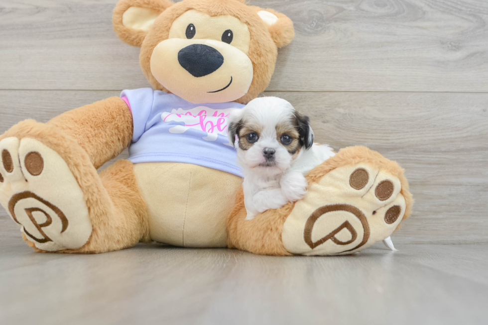 Teddy Bear Puppy for Adoption