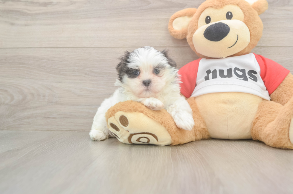 6 week old Teddy Bear Puppy For Sale - Lone Star Pups