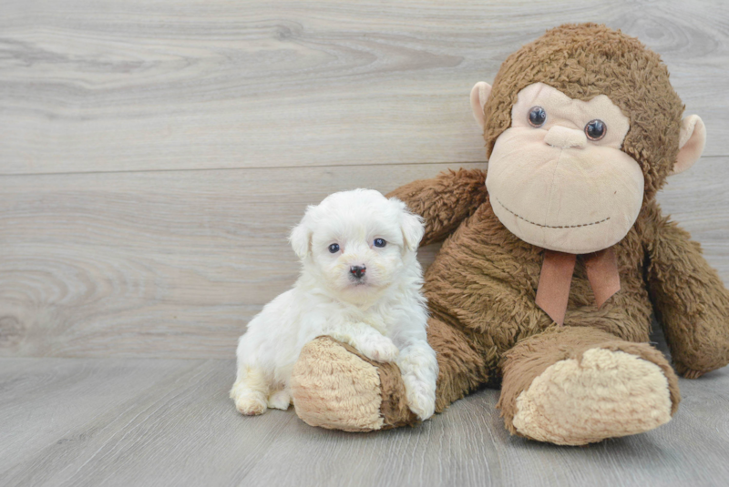 Meet Love Bug - our Teddy Bear Puppy Photo 1/3 - Lone Star Pups