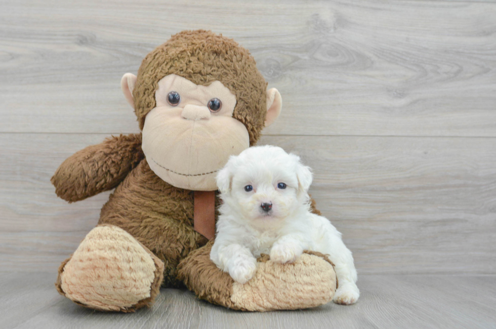 5 week old Teddy Bear Puppy For Sale - Lone Star Pups