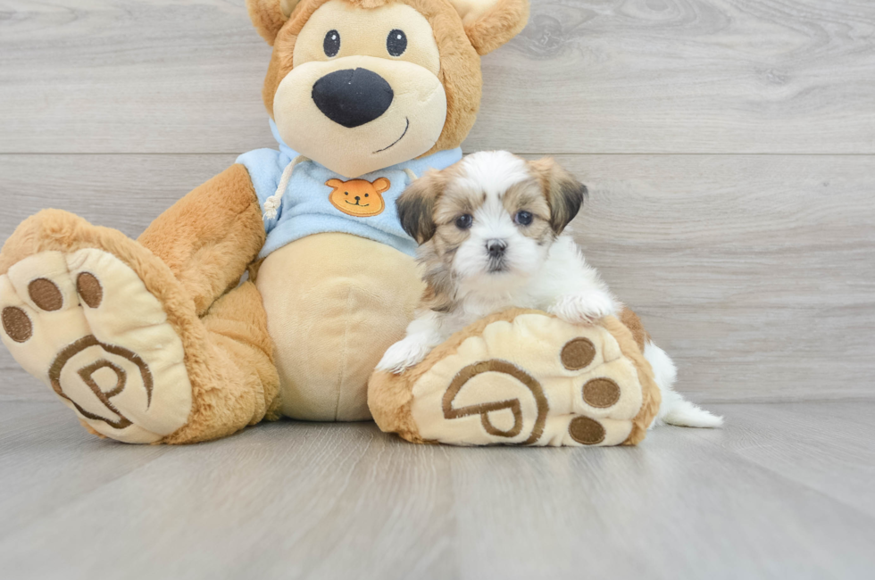 5 week old Teddy Bear Puppy For Sale - Lone Star Pups