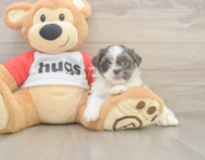 8 week old Teddy Bear Puppy For Sale - Lone Star Pups