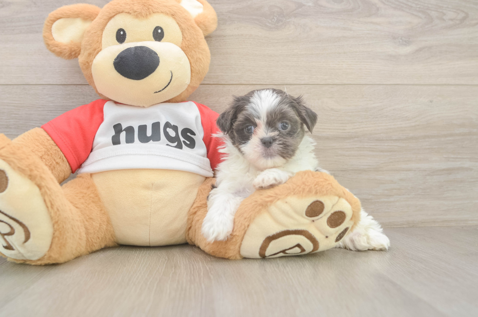 6 week old Teddy Bear Puppy For Sale - Lone Star Pups