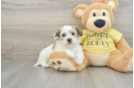 Petite Teddy Bear Designer Pup