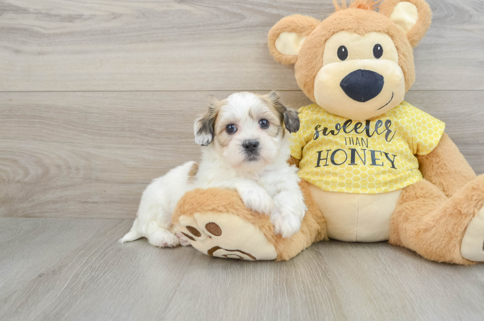 8 week old Teddy Bear Puppy For Sale - Lone Star Pups