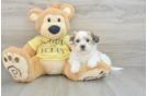 Popular Teddy Bear Designer Pup