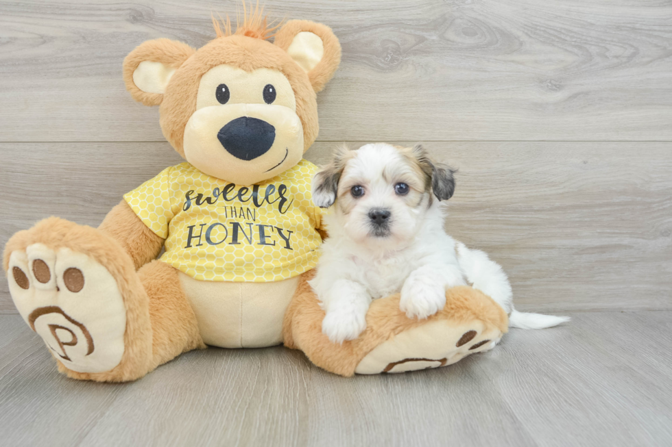 Popular Teddy Bear Designer Pup