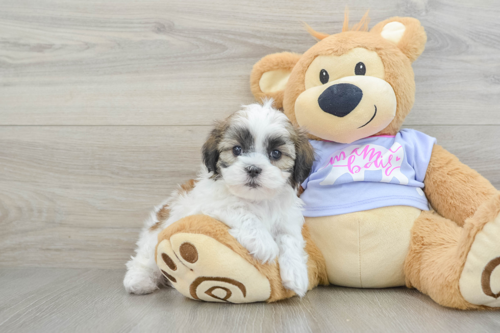 Teddy Bear Pup Being Cute