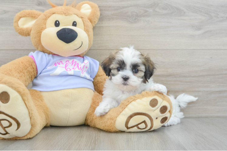 Teddy Bear Pup Being Cute