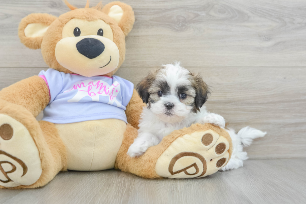 Teddy Bear Pup Being Cute