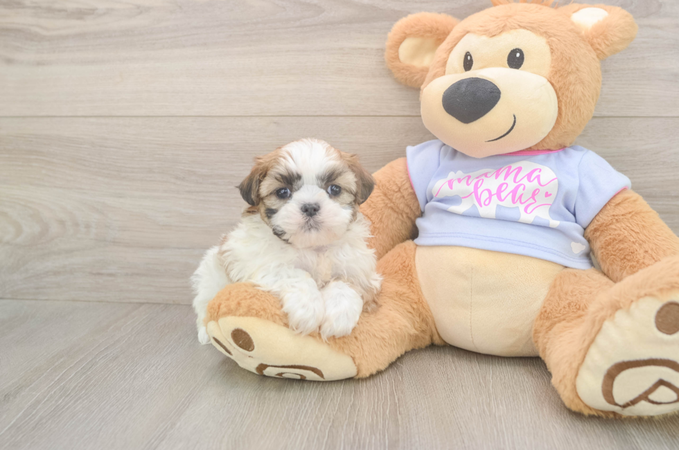 5 week old Teddy Bear Puppy For Sale - Lone Star Pups