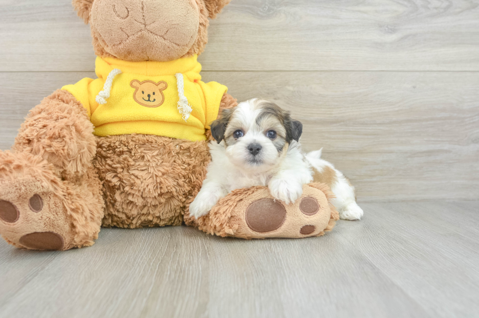 5 week old Teddy Bear Puppy For Sale - Lone Star Pups