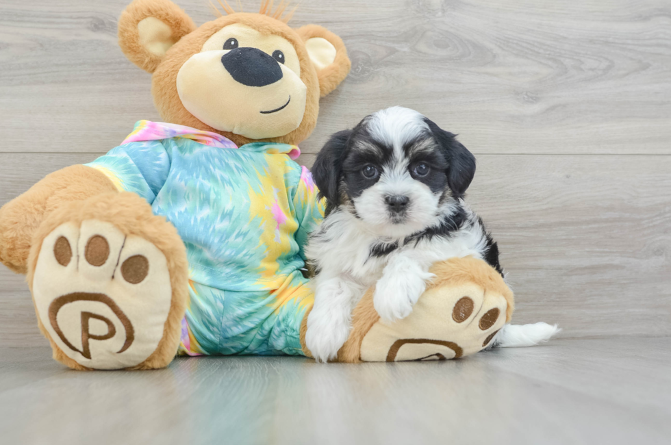 6 week old Teddy Bear Puppy For Sale - Lone Star Pups